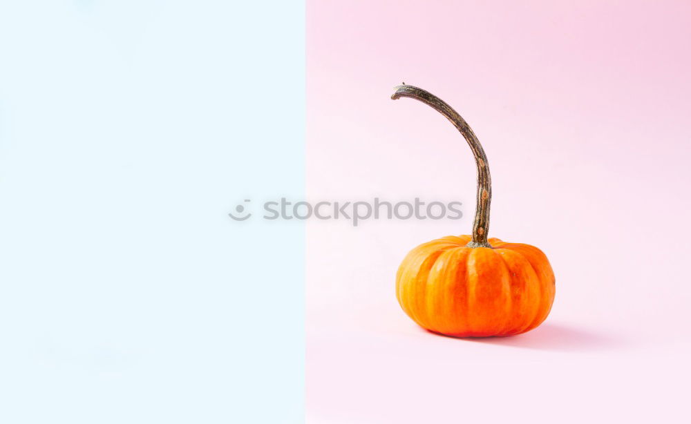 Similar – Image, Stock Photo Selection of halloween autumn decoration