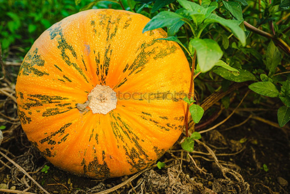 Similar – Image, Stock Photo Fresh pumpkins Food