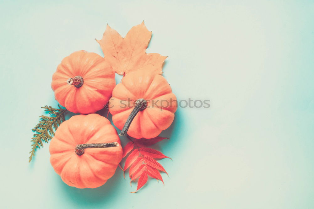 Similar – Image, Stock Photo Female hands holding twigs with autumn leaves