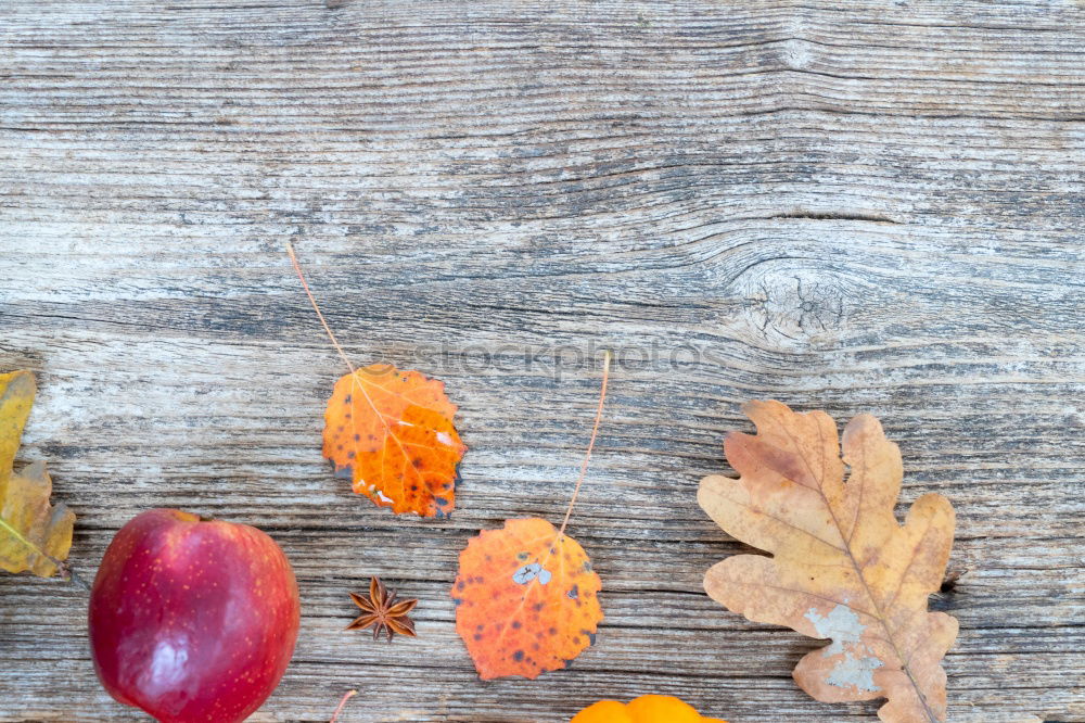 Similar – Image, Stock Photo Domestic Still Life with Cat and Pumpkins at the Window