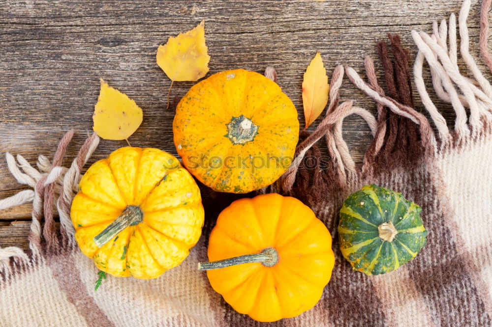 Similar – Pumpkin with stem, leaves, flowers and small fruits