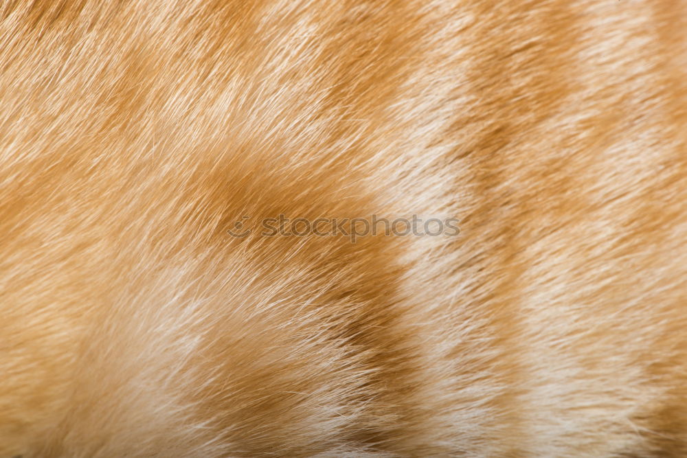 Image, Stock Photo curled tail tip of the red tomcat