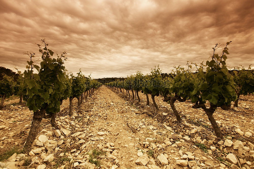 Similar – Image, Stock Photo wine route Fruit Summer