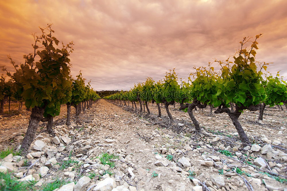 Similar – Châteauneuf-du-Pape Summer