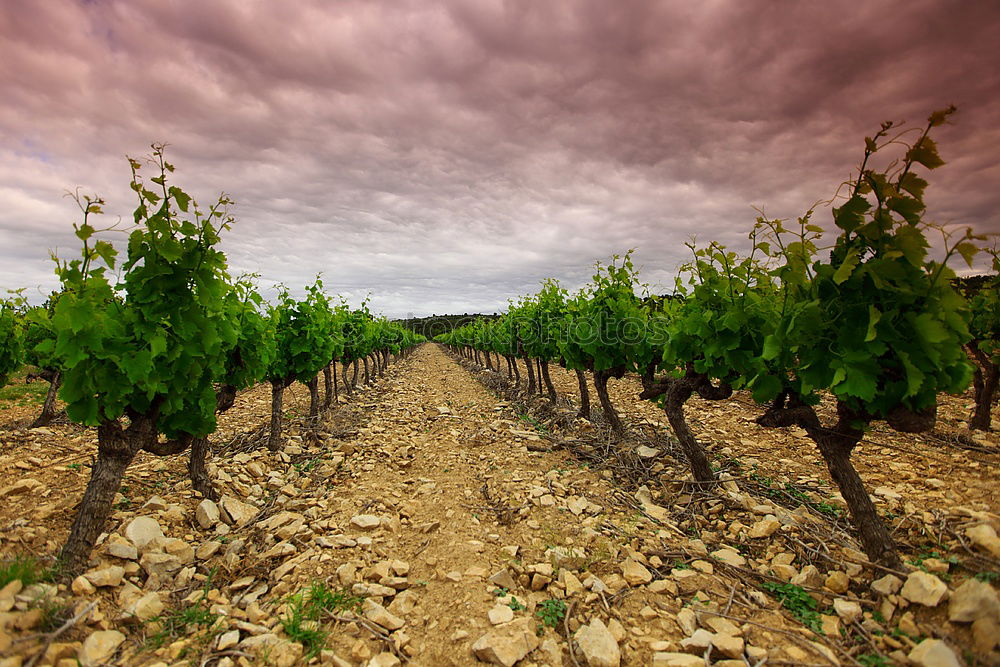 Image, Stock Photo wine route Fruit Summer