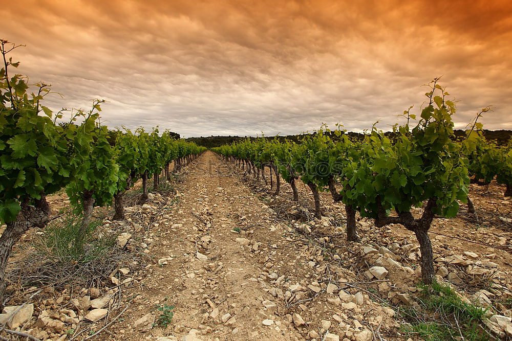 Similar – Châteauneuf-du-Pape Summer