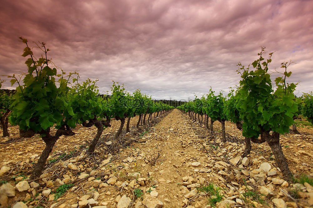 Similar – Image, Stock Photo wine route Fruit Summer