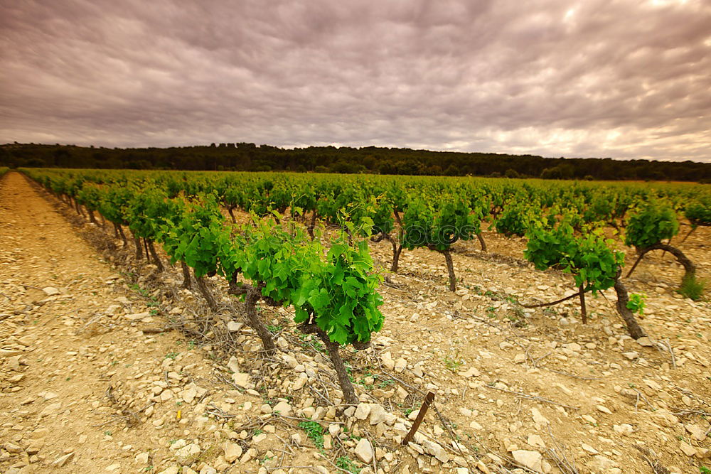 Similar – Image, Stock Photo wine route Fruit Summer