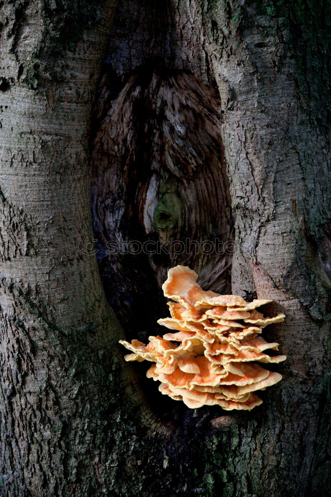 Similar – mushroom picking… Forest