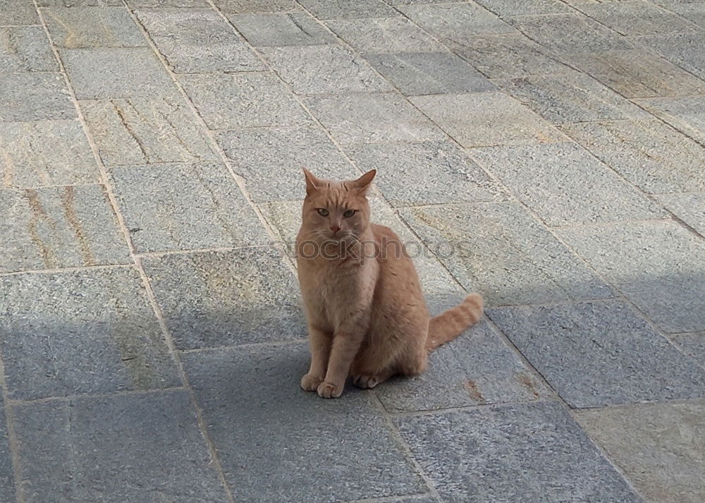 Similar – Mimikry Katze Bürgersteig