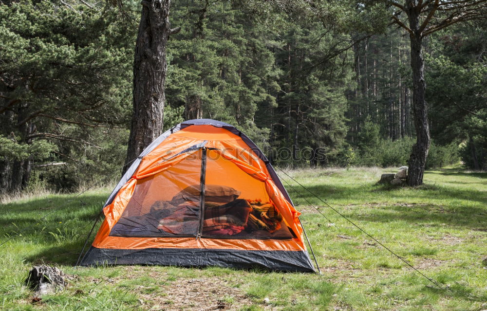 Orange tent in a pine forest