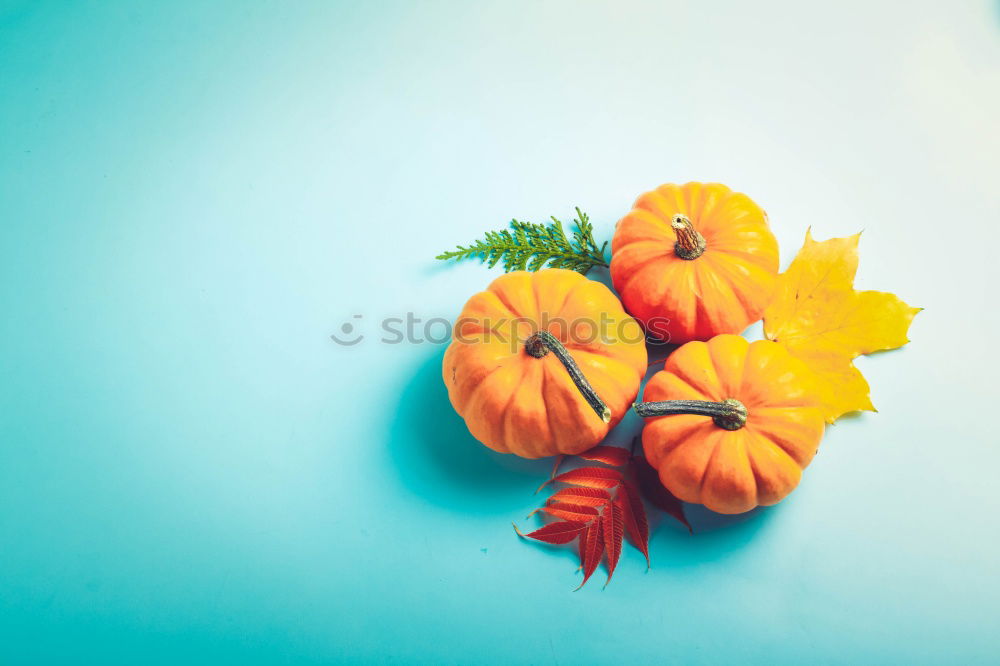 Similar – Image, Stock Photo Carrot cut into slices on blue background. Flat lay.