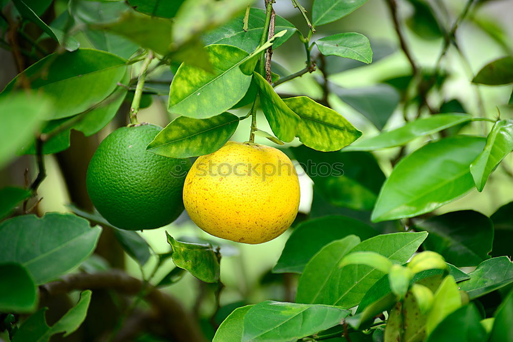 Image, Stock Photo vitamin hand grenade Food