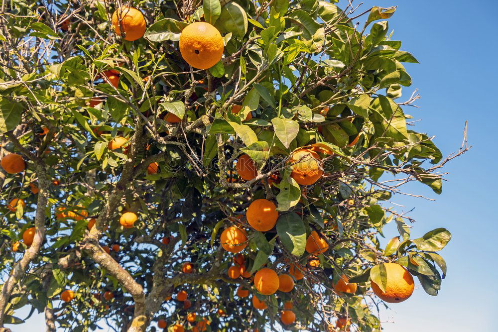 Similar – Image, Stock Photo Oranges on a branch. Orange trees in plantation.