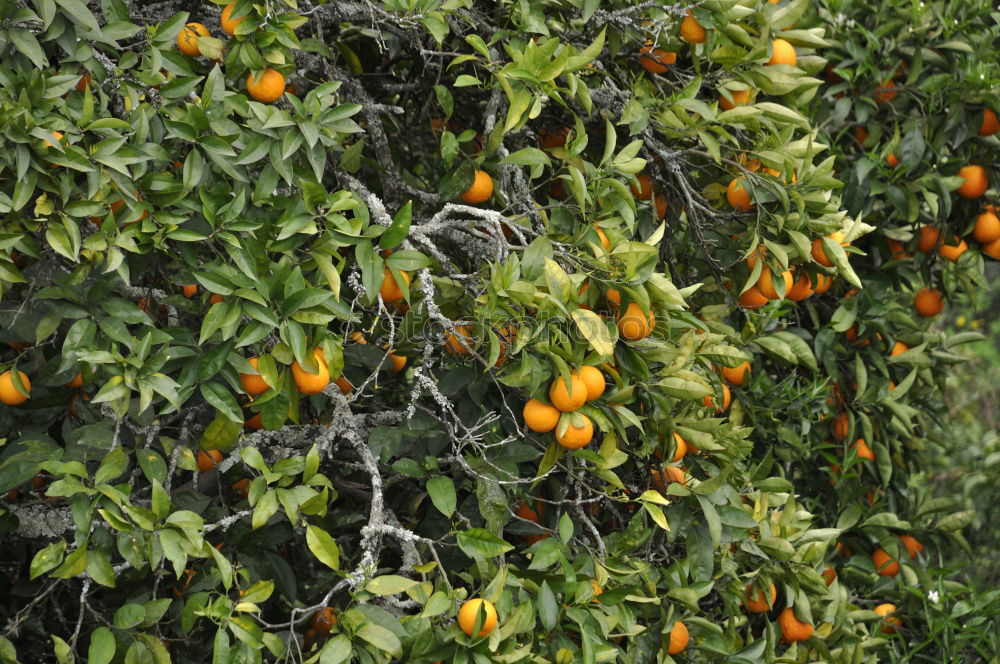 Similar – Image, Stock Photo Vitamin C tree.