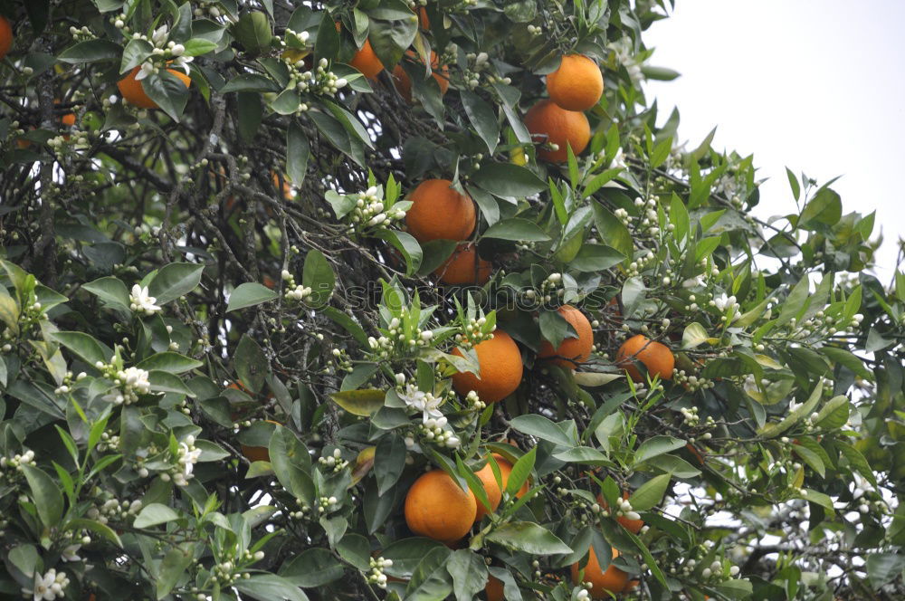 Similar – Image, Stock Photo Vitamin C tree.