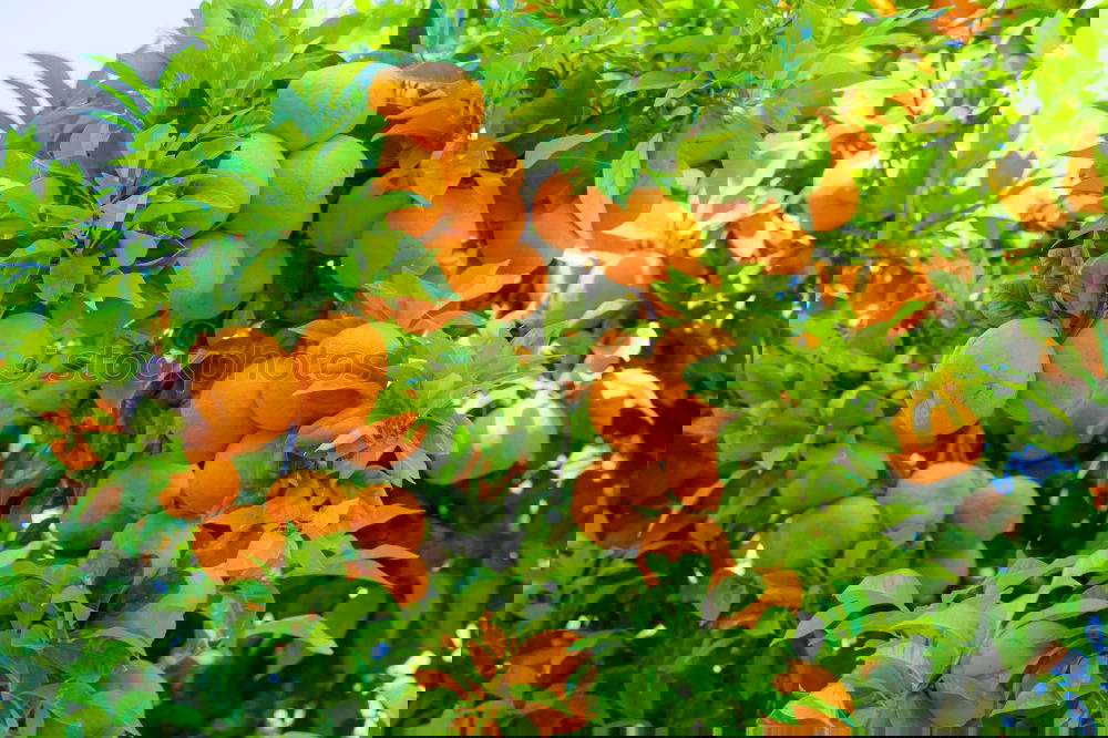 Similar – Image, Stock Photo Orange Garden XI