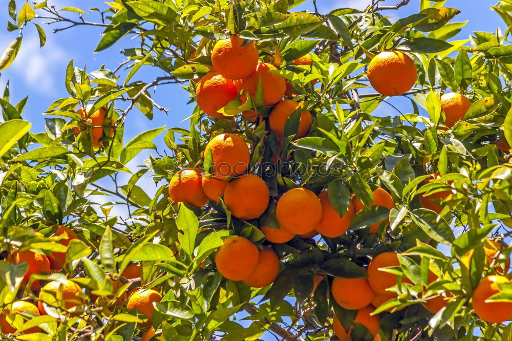 Similar – Image, Stock Photo Oranges on a branch. Orange trees in plantation.