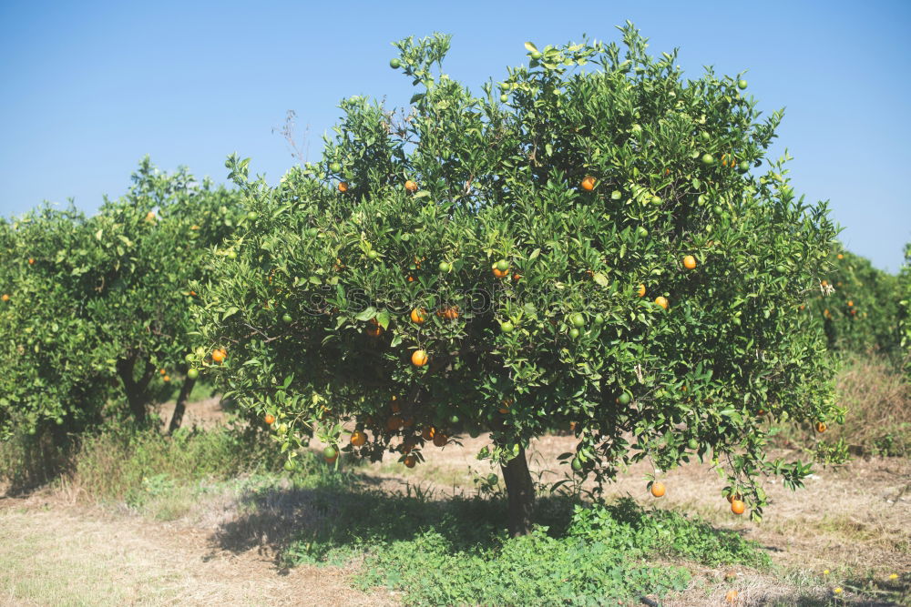 sinaasappel Orange Tree