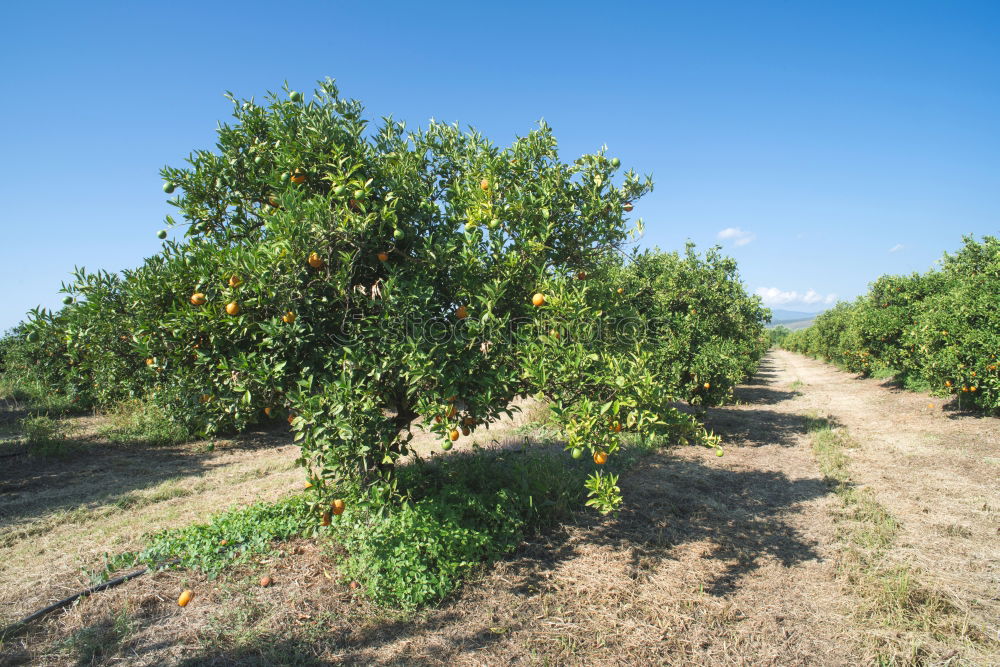 Similar – Persimmon trees. Fruit