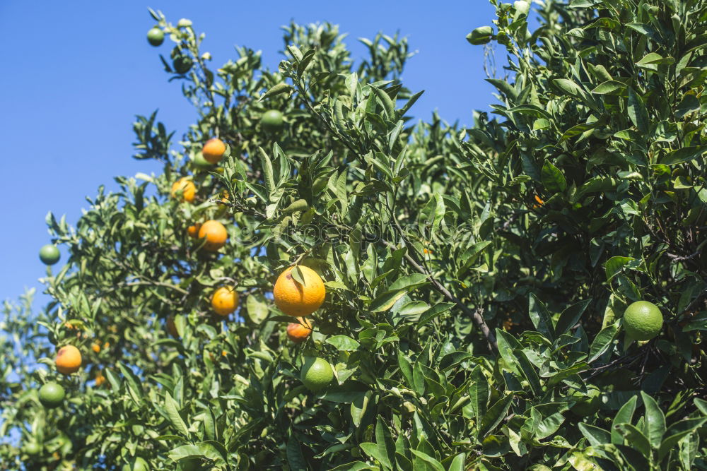 Similar – Image, Stock Photo Oranges on a branch. Orange trees in plantation.