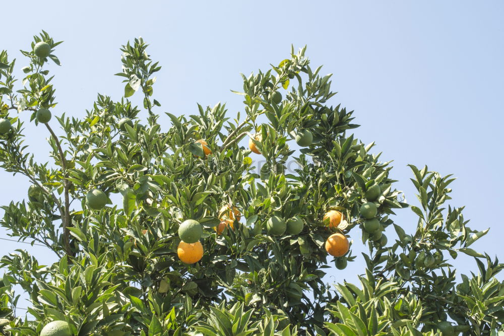 Similar – Image, Stock Photo Oranges on a branch. Orange trees in plantation.