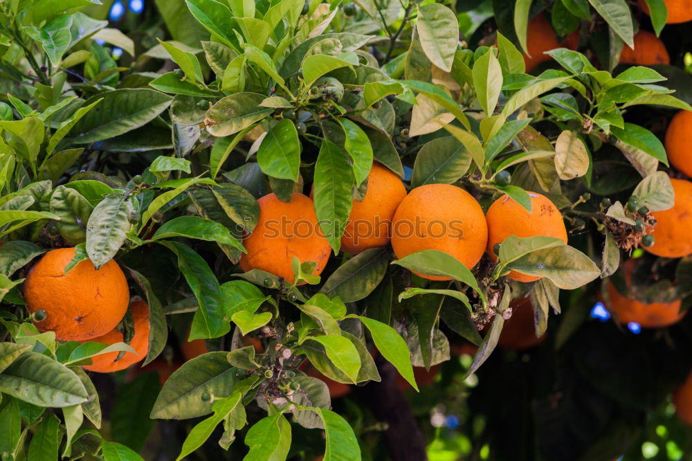 Similar – Orange tree Plant Tree