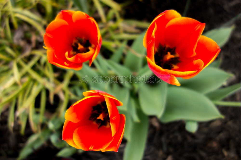 Similar – Image, Stock Photo fire tulip Summer Sun