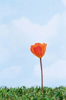 Similar – Image, Stock Photo I’m out of place. Orange tree.