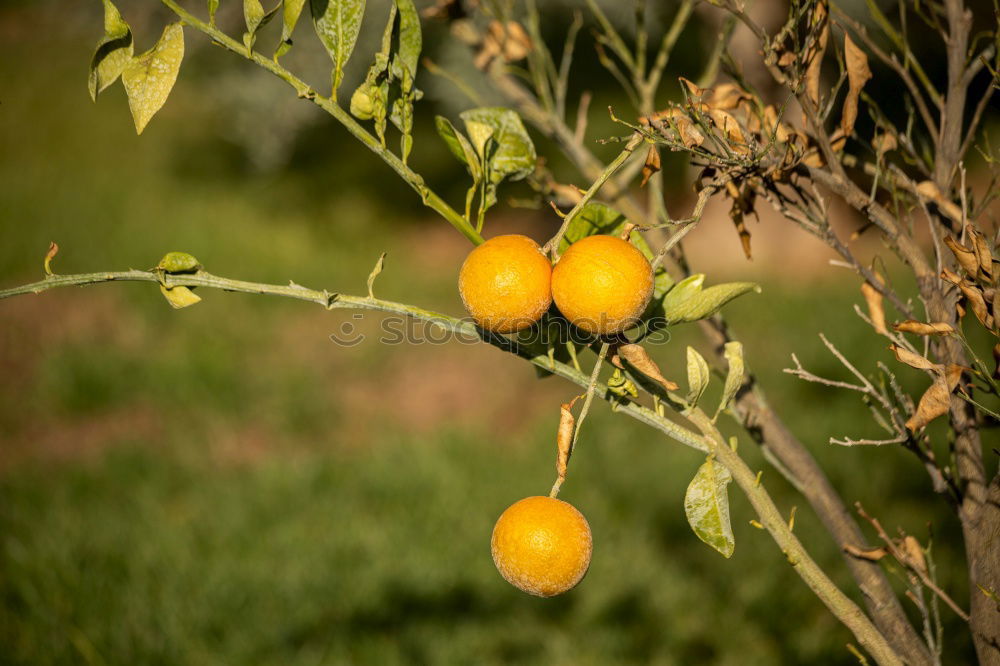 Similar – Foto Bild leuchtend rot Baum