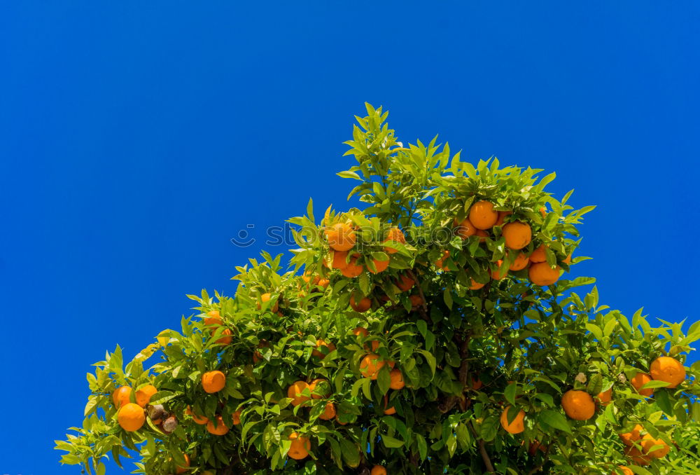 Similar – Foto Bild Apfelbaum Baum Blatt