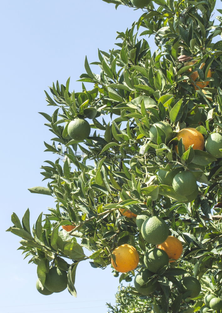 Similar – Image, Stock Photo Oranges on a branch. Orange trees in plantation.