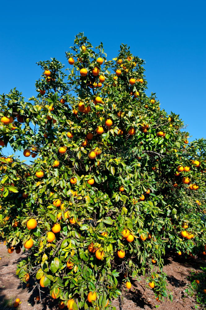 Similar – Image, Stock Photo l’orange Nature Spring