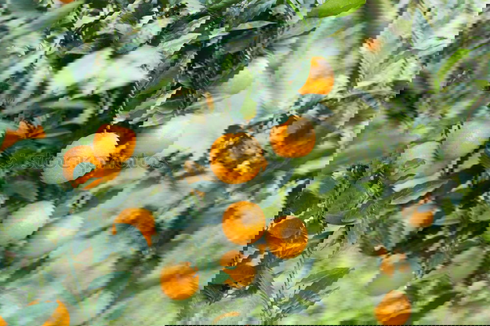 Similar – Image, Stock Photo Yellow-orange. Art