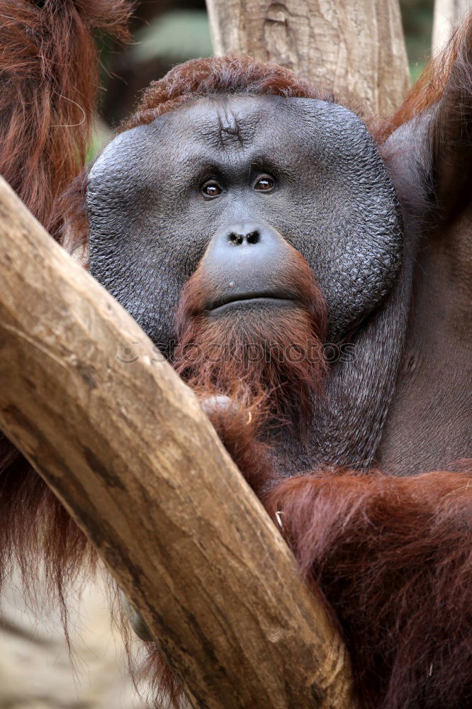 Similar – Image, Stock Photo World’s cutest baby orangutan snuggles with Mom in Borneo