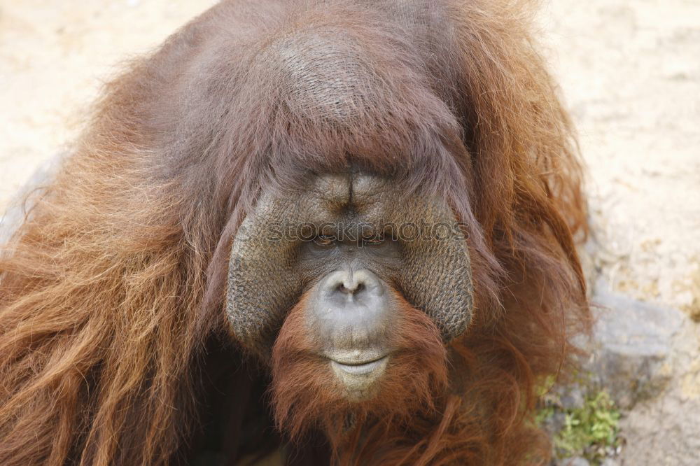 Similar – Image, Stock Photo on a cuddly course Zoo