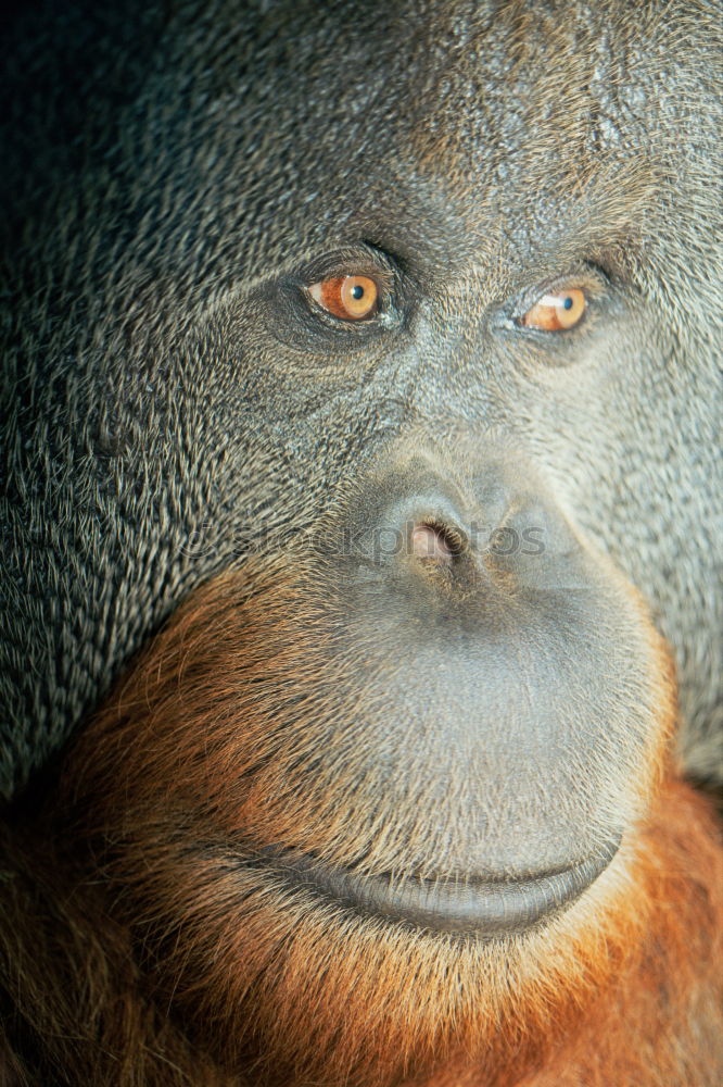 Similar – Foto Bild Eselportrait aus der Froschperspektive. Esel mit langen aufgestellten Ohren blickt neugierig in die Kamera