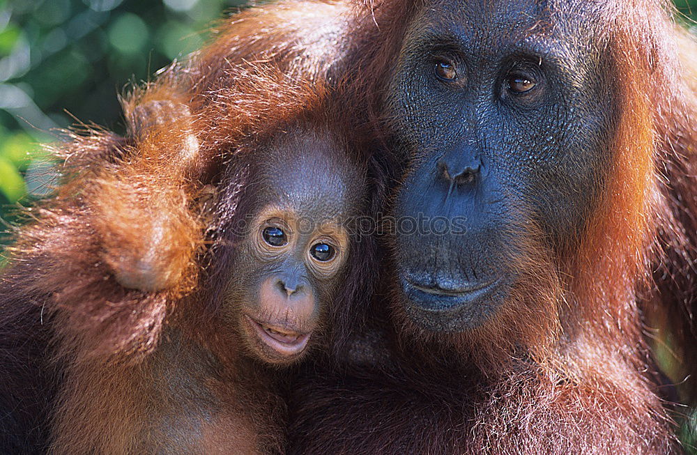 Similar – Image, Stock Photo World’s cutest baby orangutan snuggles with Mom in Borneo