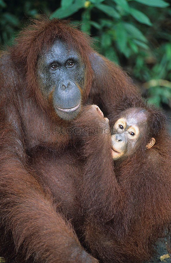 Image, Stock Photo on a cuddly course Zoo