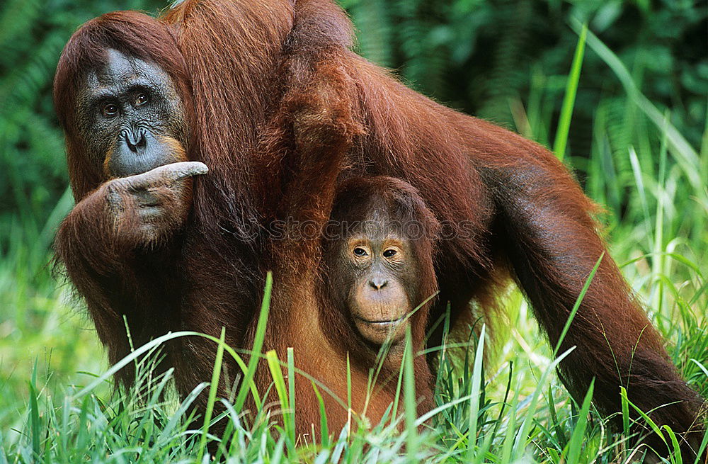 Similar – Image, Stock Photo on a cuddly course Zoo