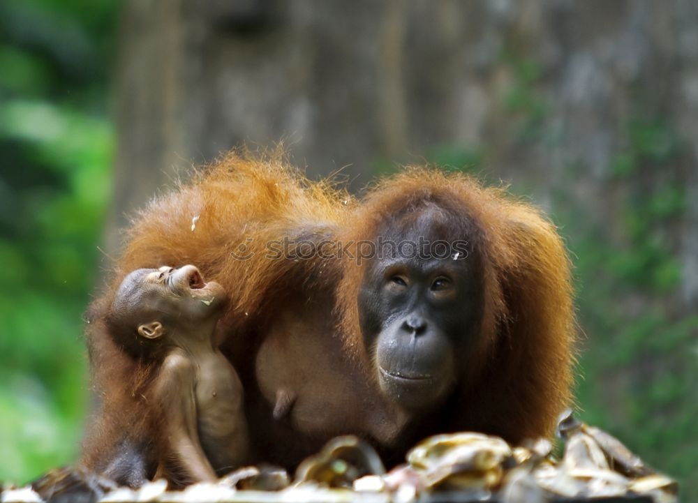 Similar – Image, Stock Photo World’s cutest baby orangutan snuggles with Mom in Borneo