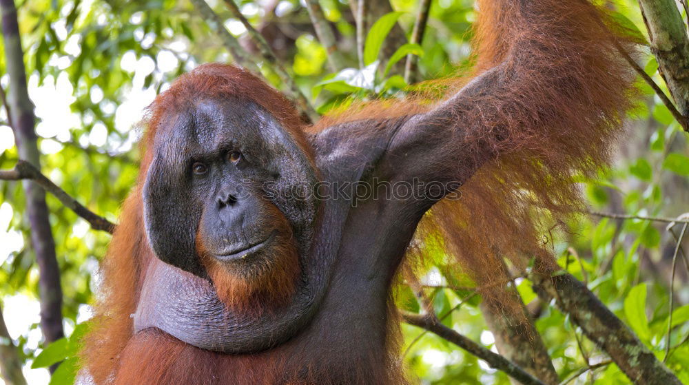 Similar – Image, Stock Photo Orang Utan in the rainforest