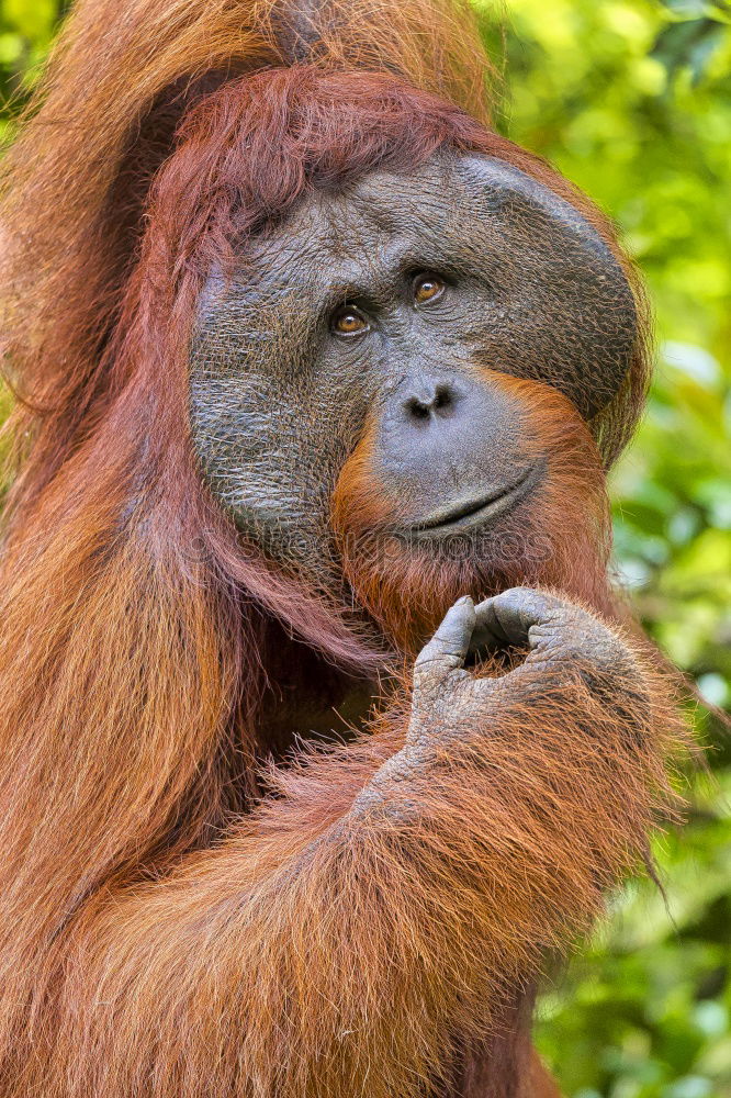 Similar – Image, Stock Photo on a cuddly course Zoo