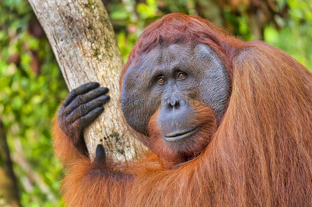 Similar – Image, Stock Photo orangutan Nature Animal