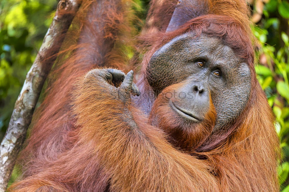 Similar – Image, Stock Photo World’s cutest baby orangutan snuggles with Mom in Borneo