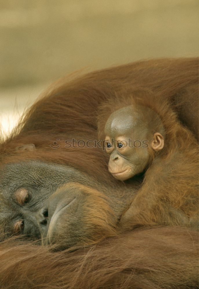 Similar – Image, Stock Photo baby monkey Sri Lanka