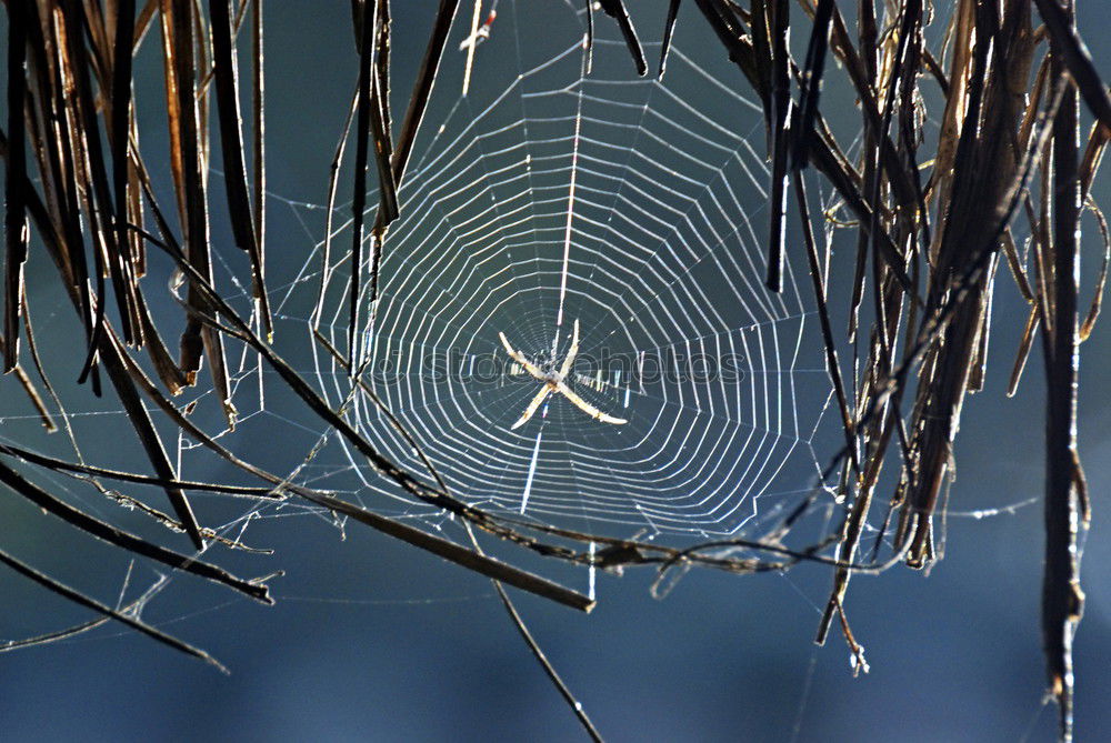 Similar – The scent of pine needles