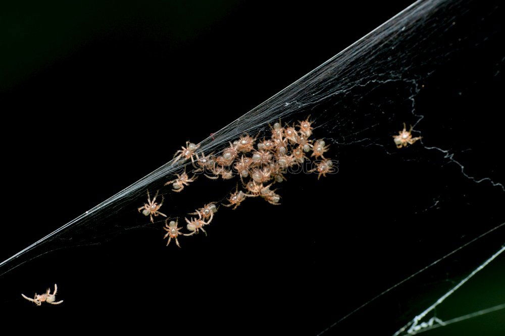 Similar – Macro of male and female chewing louse