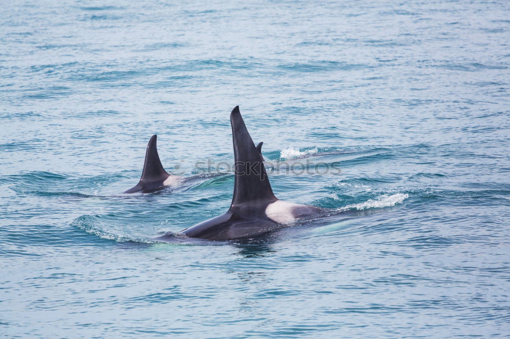 Similar – Dolphins in the Red Sea