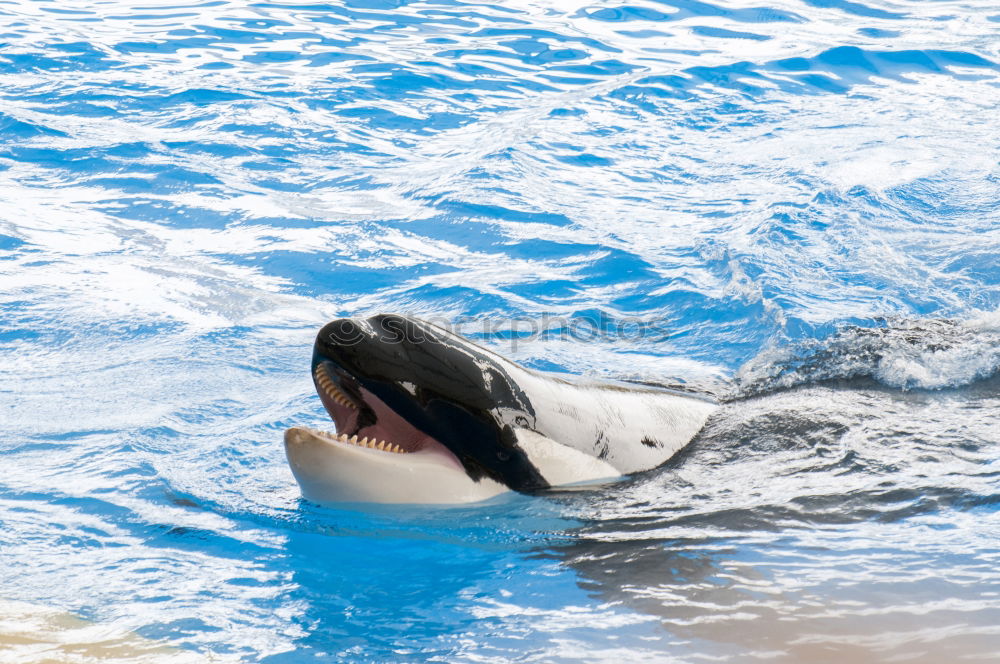 Image, Stock Photo a jumping orca in a blue sea